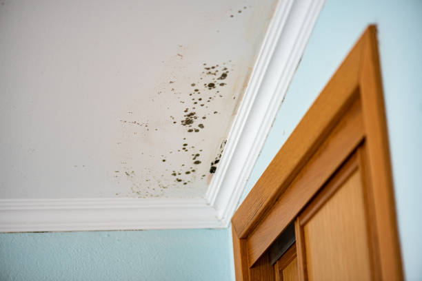 Best Residential Mold Removal  in Pelican Rapids, MN