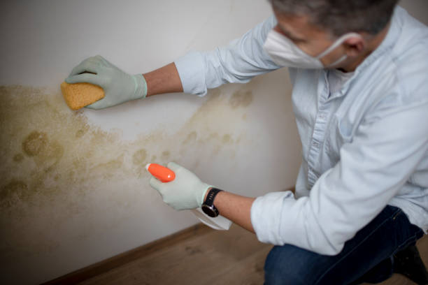 Best Office Mold Removal Services  in Pelican Rapids, MN