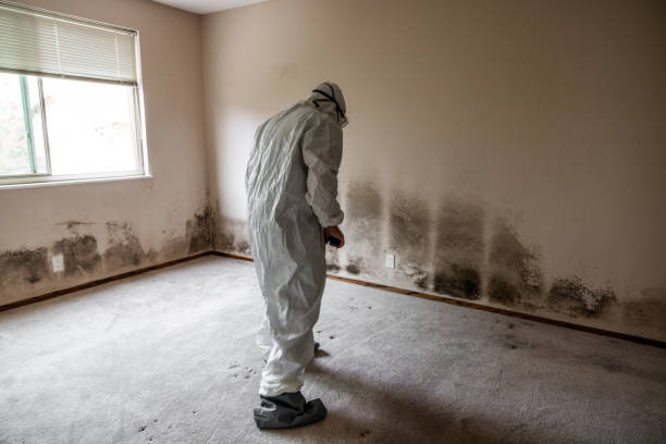 Best Crawl Space Mold Removal  in Pelican Rapids, MN