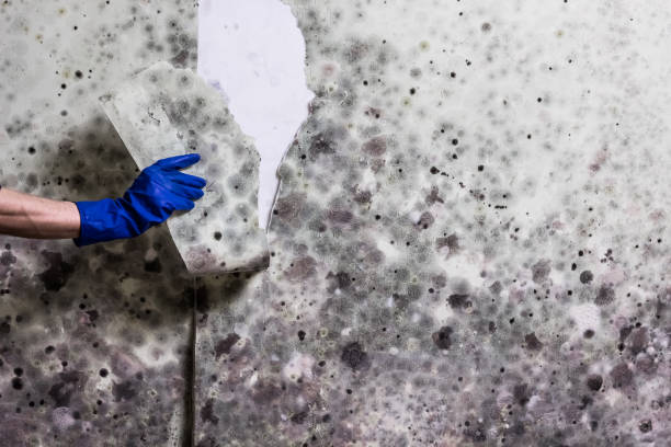 Best Attic Mold Removal  in Pelican Rapids, MN