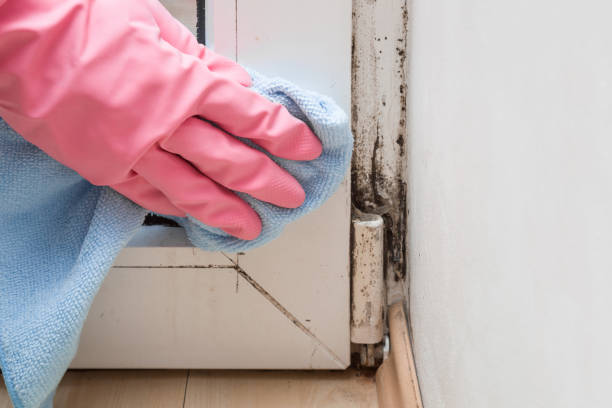 Pelican Rapids, MN Mold Removal Company