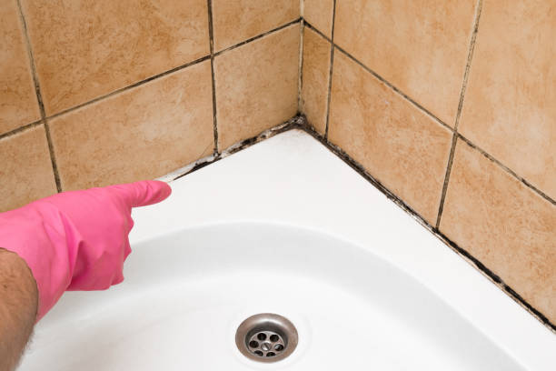 Best Local Mold Removal Service  in Pelican Rapids, MN